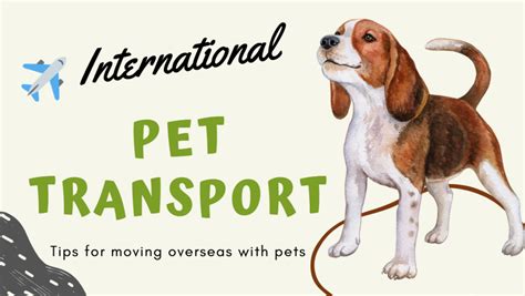 moving pets overseas.autotransportchoicefd.com.